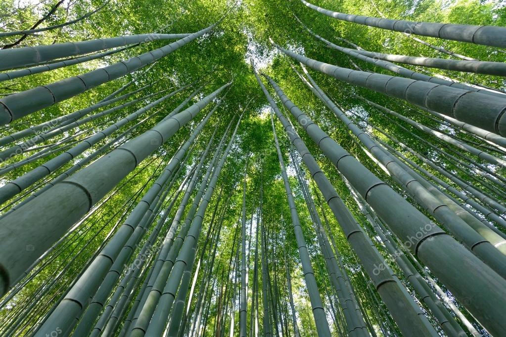 depositphotos_13374850-bamboo-forest.jpg