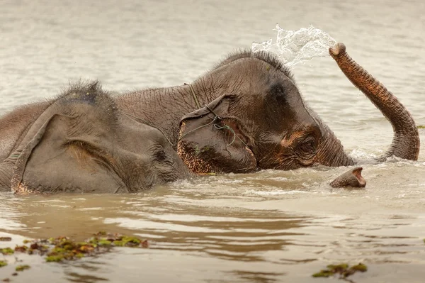Wild elephant bathing