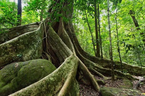 Large fig tree