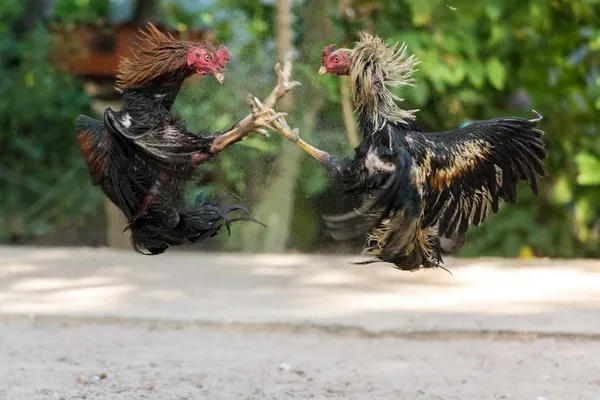 Fighting cocks in a vicious attack