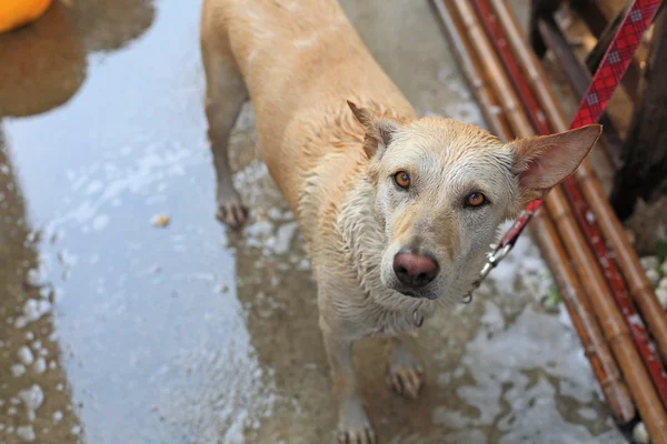 Adorable dog taking a shower