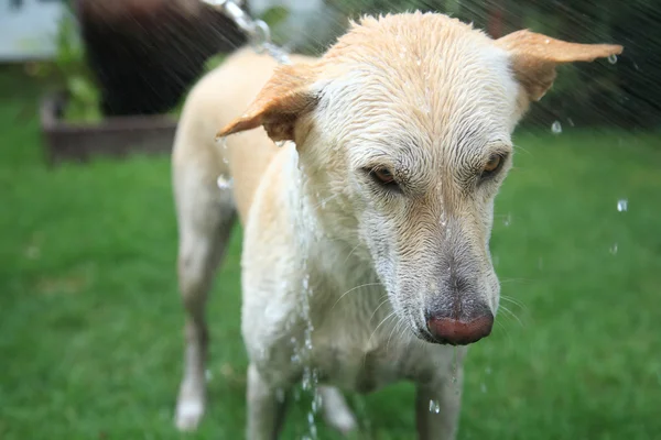 Bath time for Labrador retriever Dog