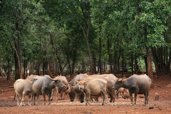 Buffaloes and calfs in the forest