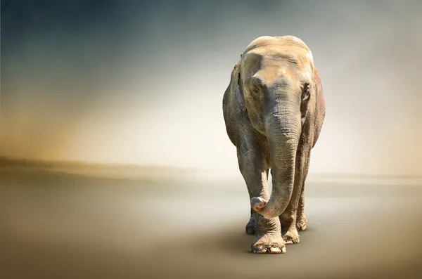 Luxury photo of elephant