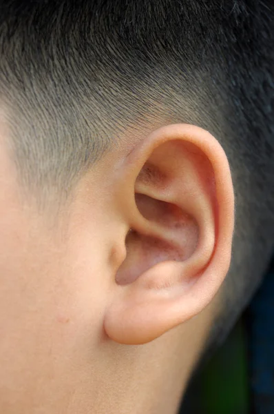 Close up of boy ear