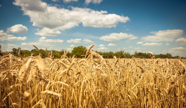 Golden ripe wheat field, sunny day, soft focus, agricultural landscape, growing plant, cultivate crop, autumnal nature, harvest season concept