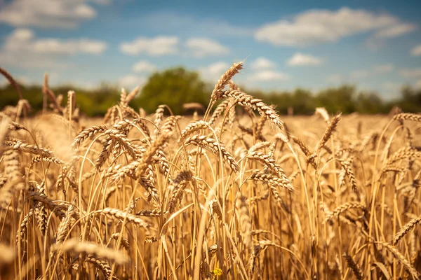 Golden ripe wheat field, sunny day, soft focus, agricultural landscape, growing plant, cultivate crop, autumnal nature, harvest season concept