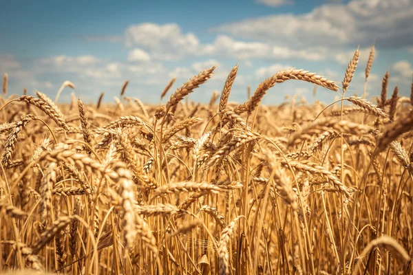 Golden ripe wheat field, sunny day, soft focus, agricultural landscape, growing plant, cultivate crop, autumnal nature, harvest season concept