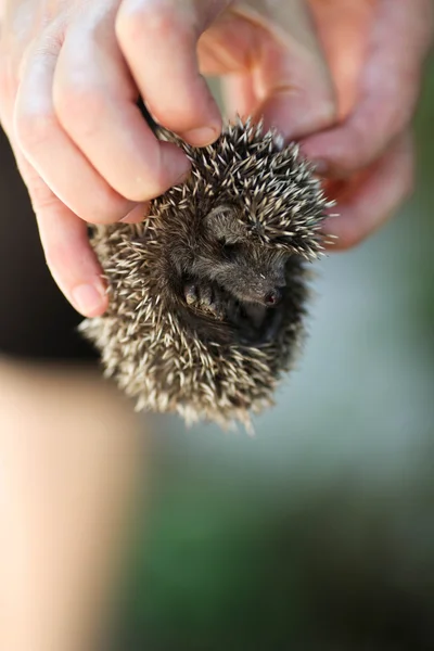 Hedgehog in hands