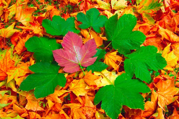 Green leaves in a circle on the fallen leaves