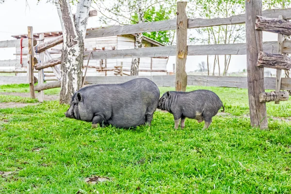 Family of Vietnamese pigs