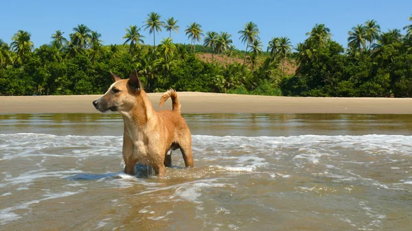 Red dog on the beach in India