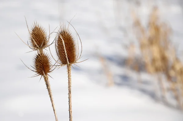 Thistle plant in winter