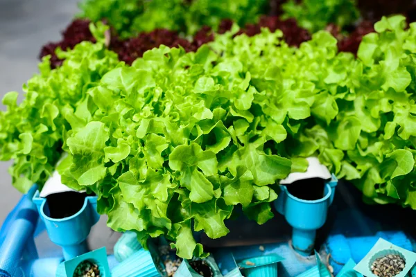 Hydroponics Vegetable ,the nutrition in the future.