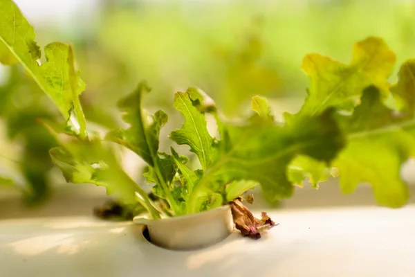 Hydroponics Vegetable ,the nutrition in the future.