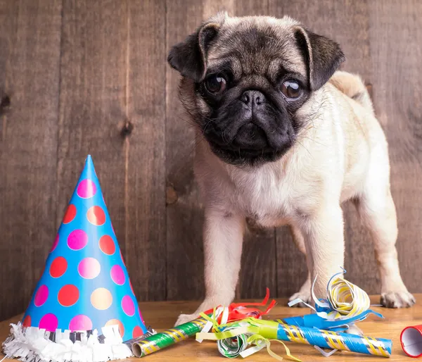 Happy Birthday Pug Puppy Dog