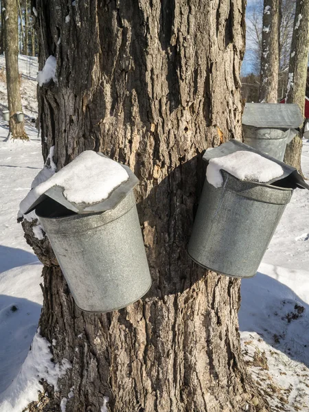 Maple Syrup sap buckets on tree