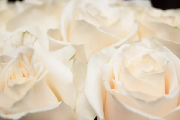 A small bouquet of light pink roses