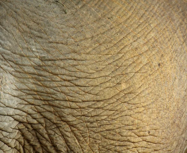 Close up of elephant skin in a warm light setting. Useful for a