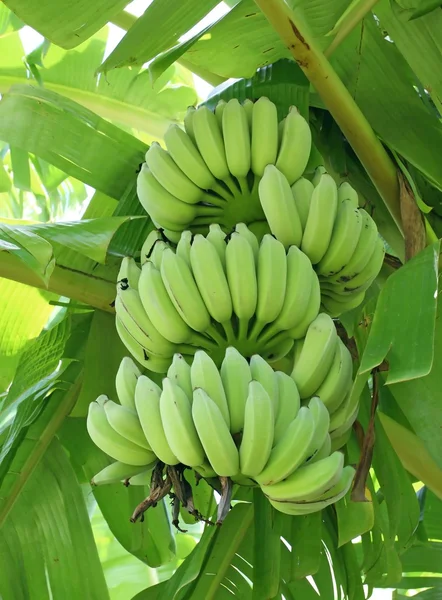 Green bananas on a tree