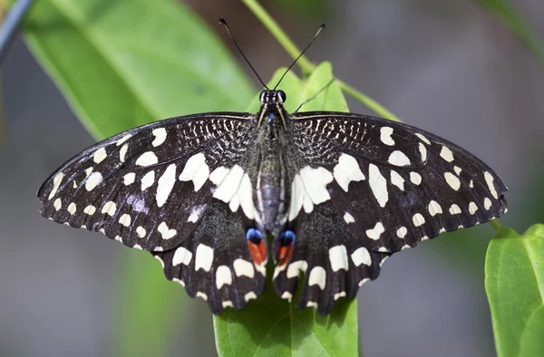 Beautiful butterfly on green leave