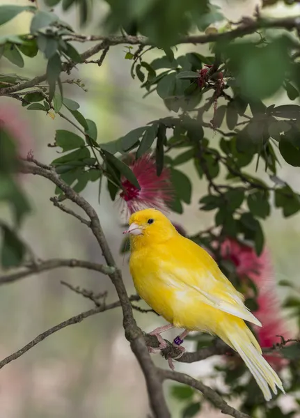 Canary, (Serinus canaria domestica