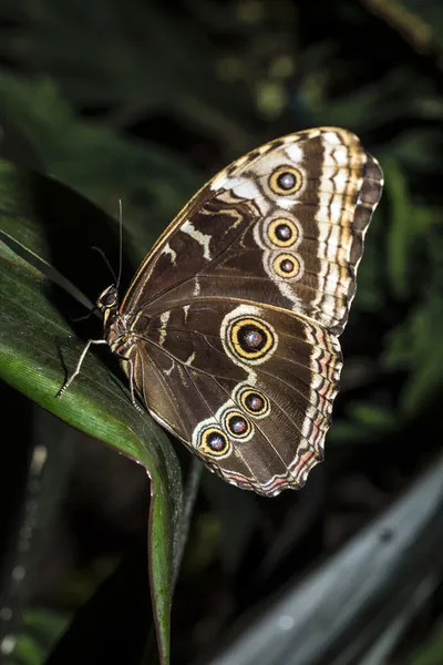 Blue Morpho Butterfly