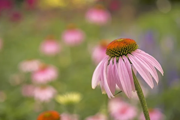 Echinacea purpurea