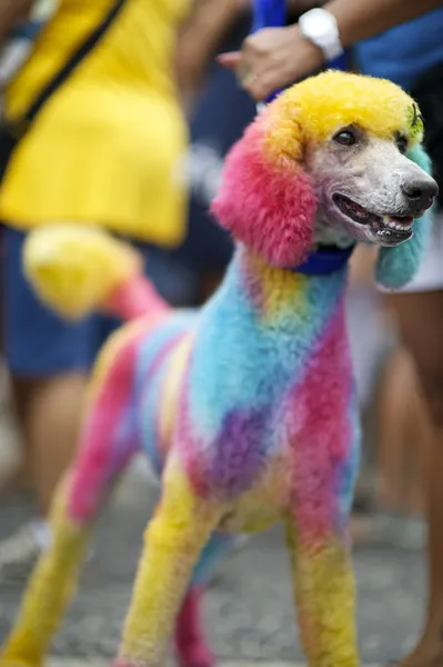 Dog Painted Bright Colors Rio Animal Carnival