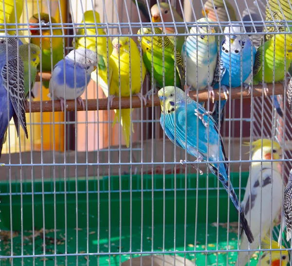 Parrot in a cage