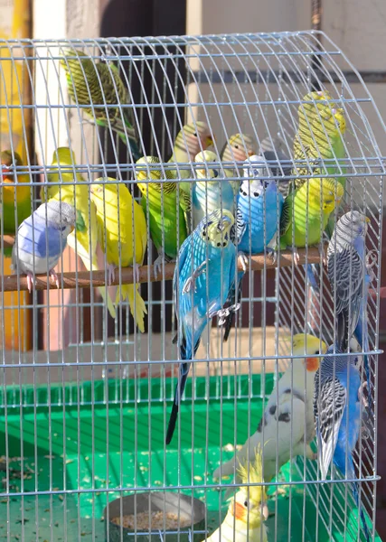 Parrot in a cage