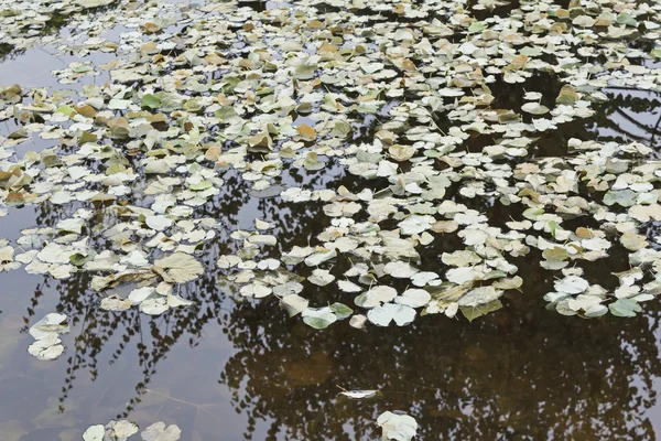 Dirty pool with leaves