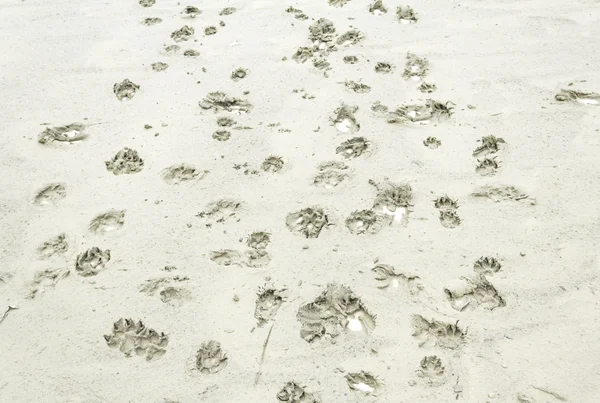 Footprints on earth