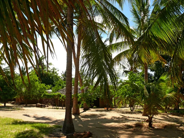 The settlement Lindi. Palm grove around. Tanzania, Africa.