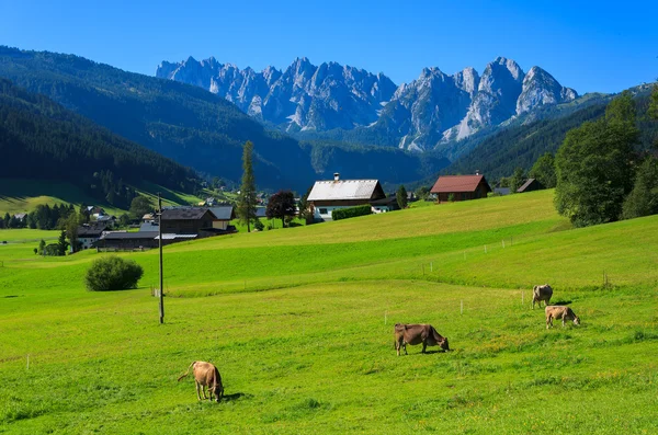 Cows grazing on alpine meadow with the Alps mountains in the background in summer