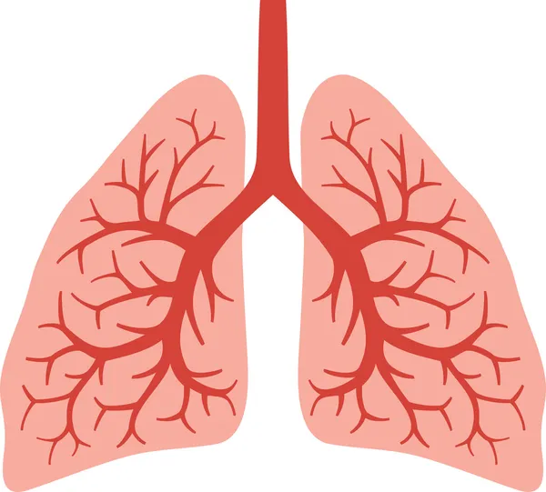 Human lungs