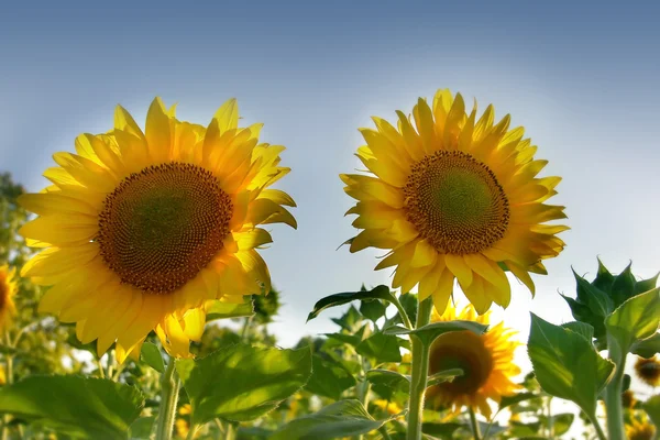 Two sun flowers ove sky background
