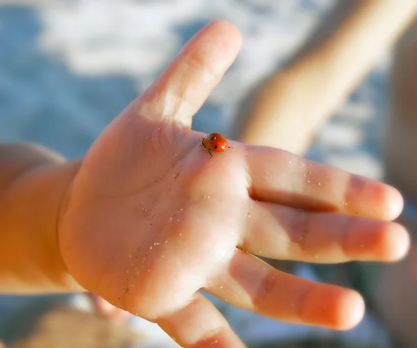 Lady bug on baby\'s palm