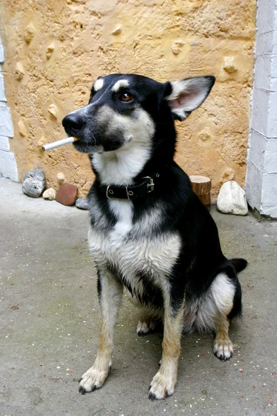 Portrait of smoking dog