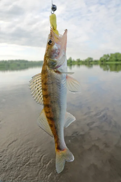 Walleye caught on spinning bait