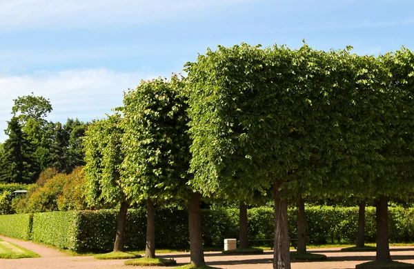 Neatly trimmed trees in a park