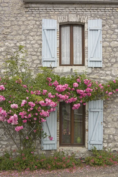 Windows and roses
