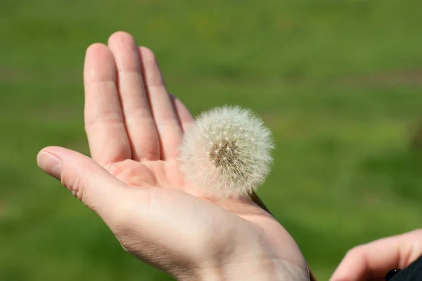 Dandelion blow-ball head in hand on the green background