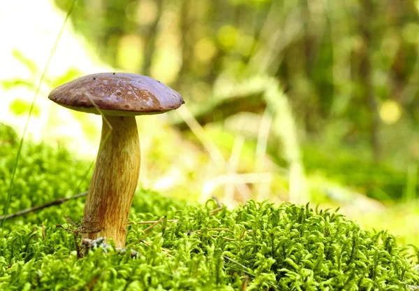Forest mushroom bay bolete in a green moss