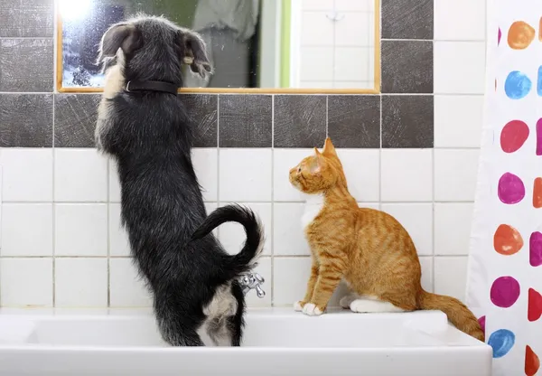 Animals at home dog and cat playing together in bathroom