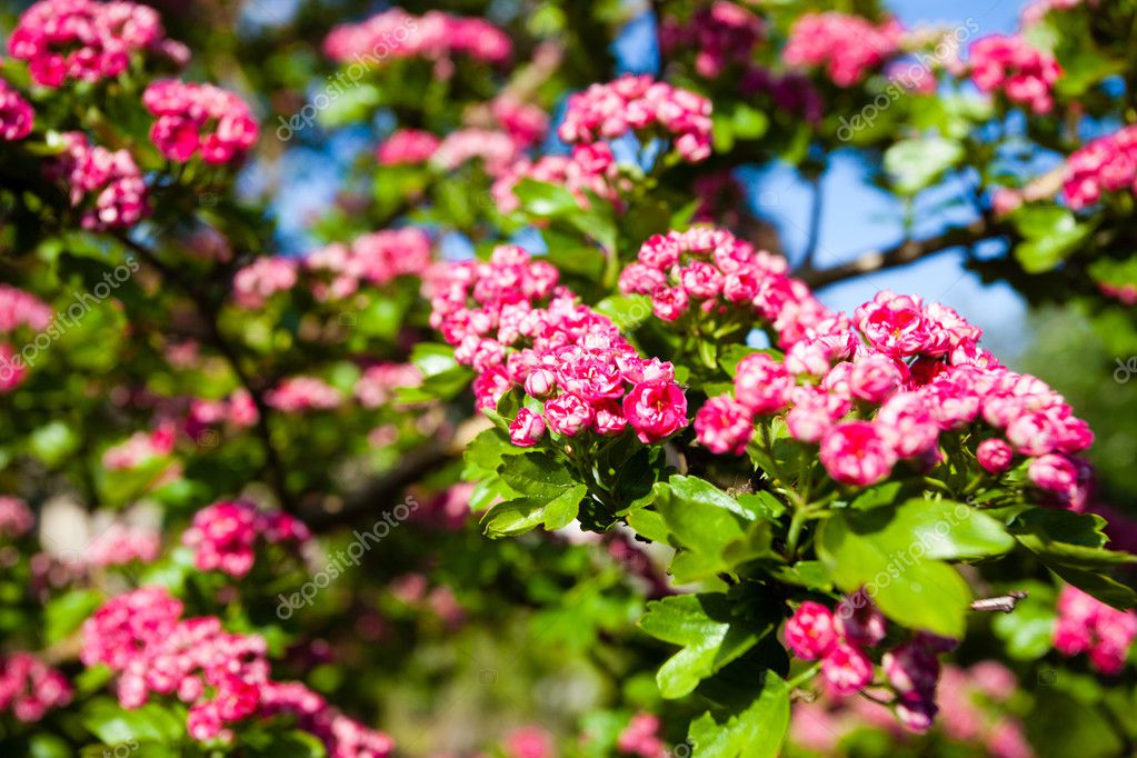 Bloosoming rosa Blüten der Weißdorn Baum — Stockfoto © Voyagerix 47520943