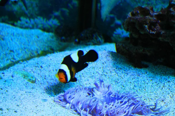 Cute little fish in an aquarium
