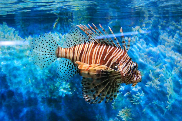 Cute little fish in an aquarium