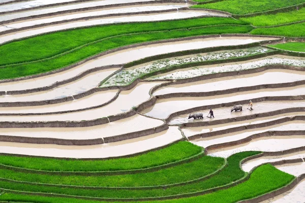 Terraced rice fields