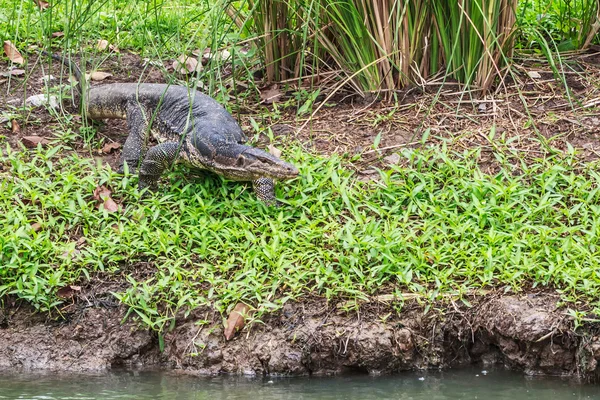 Wild Water Monitor Crawling near the Swamp Hunting for a Prey
